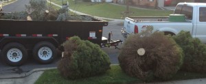 seasonal-clean-up-and-tree-removal-gallaher-landscaping